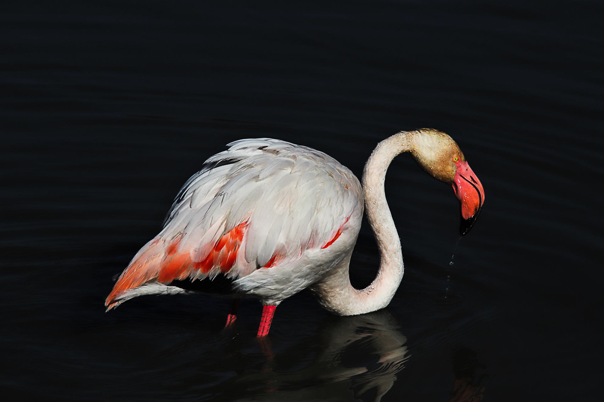 Flamant rose (profil)
