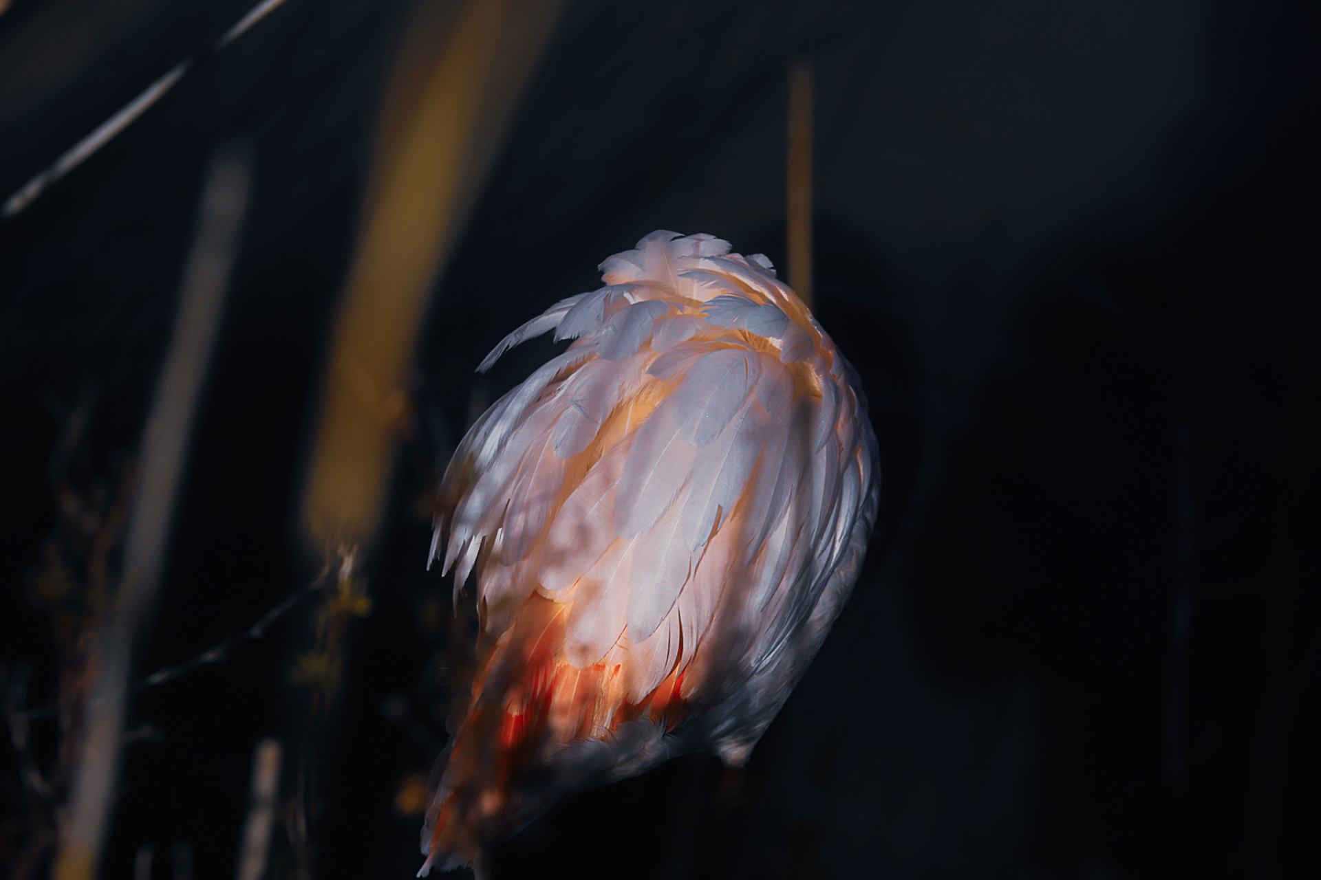 Flamant rose (timide)