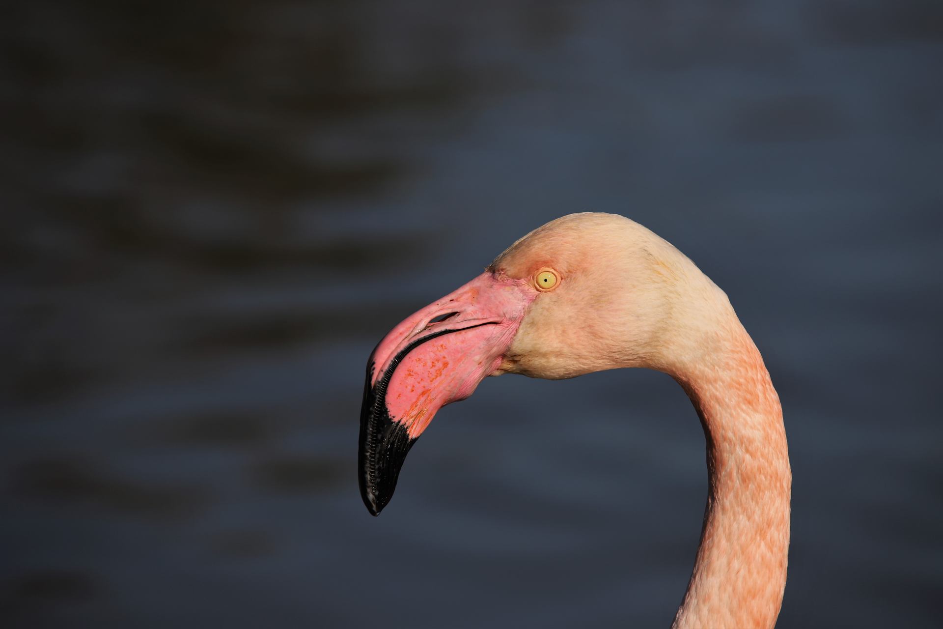 Flamant rose (portrait)