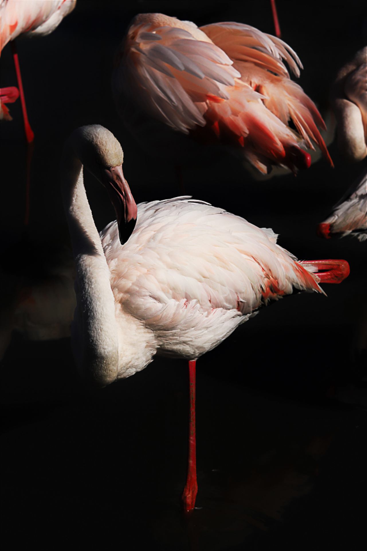 Portrait en pied...