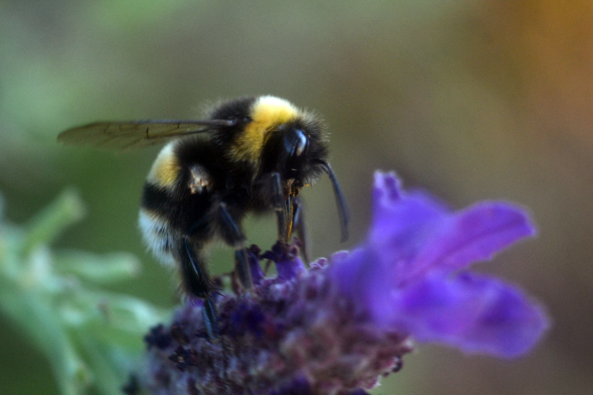 Si j'étais une abeille 