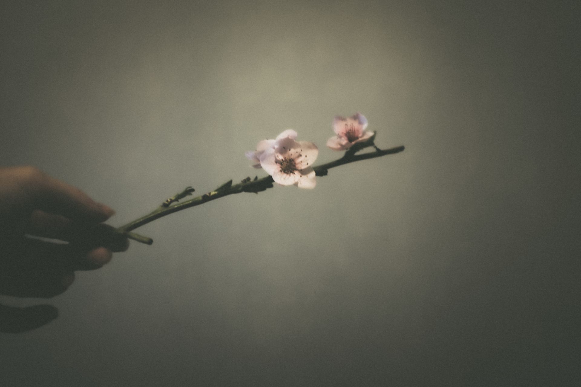 variations autour d'un printemps