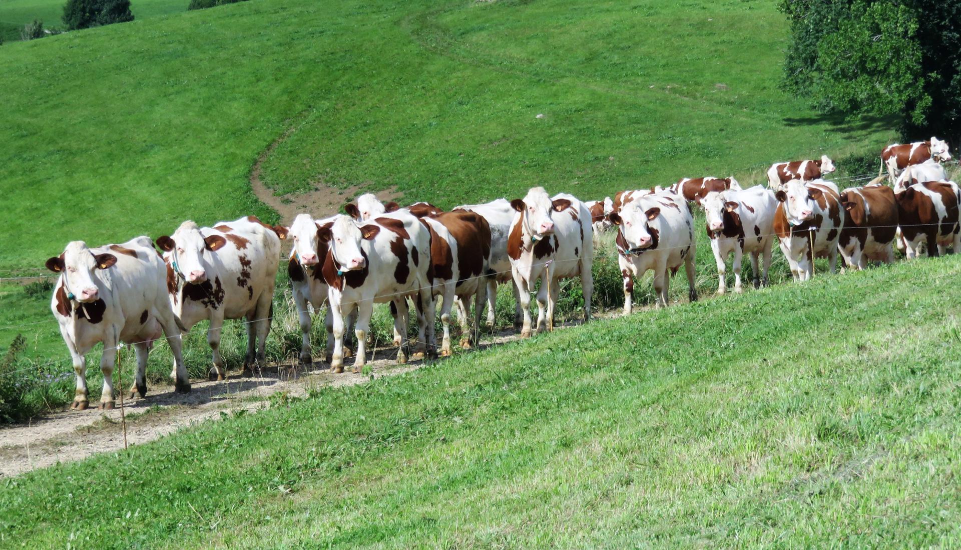 Mesdemoiselles, un petit sourire, ne soyez pas vaches.