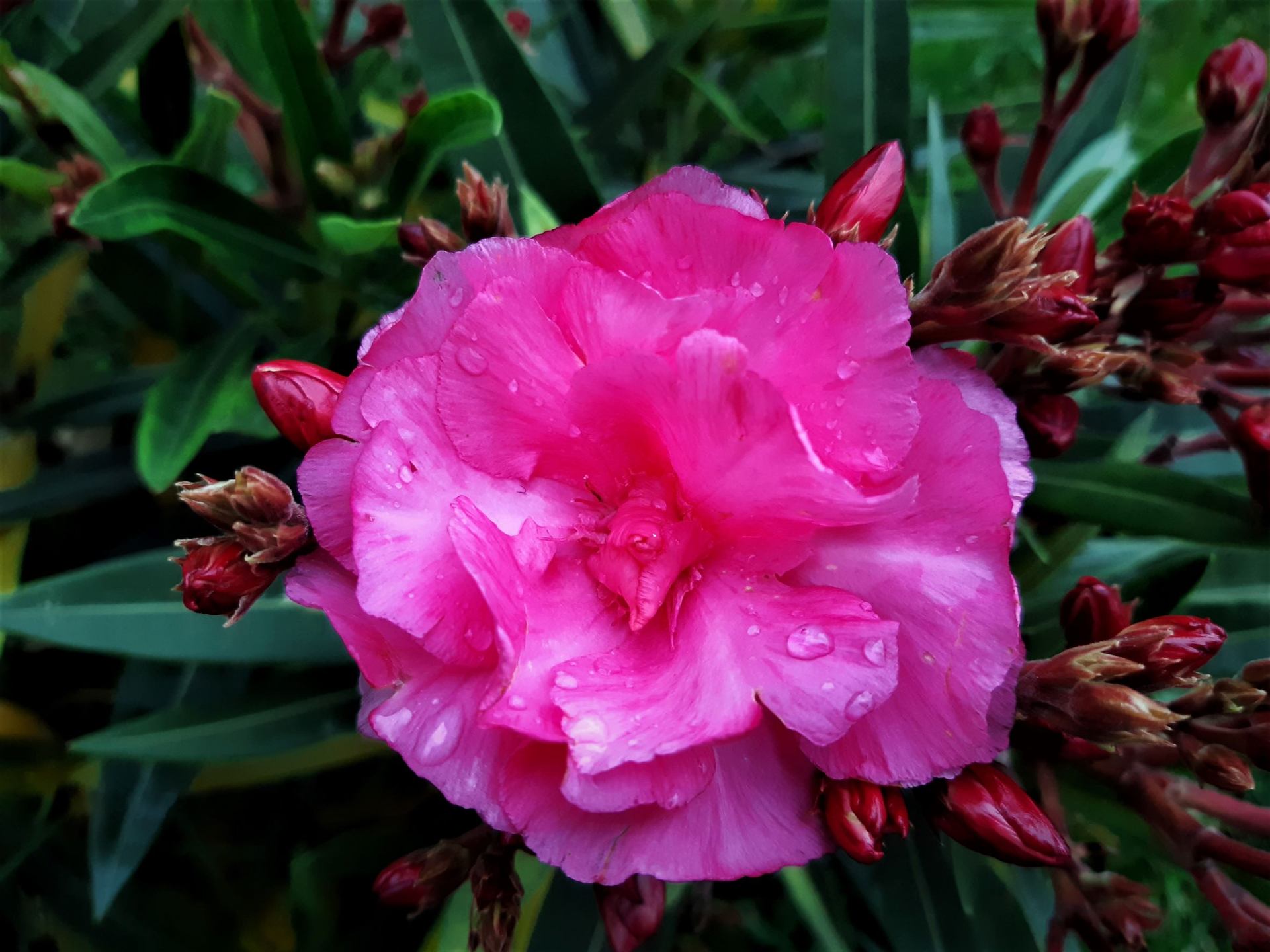 Laurier rose en pluie.jpg