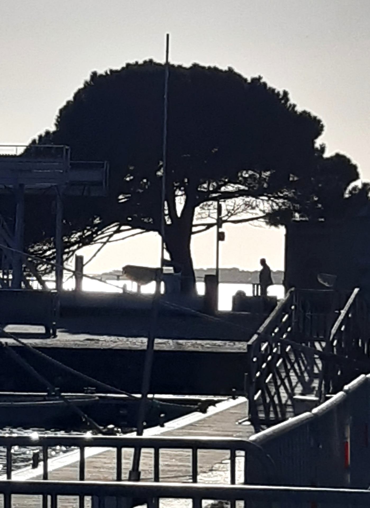 Quai et pin.jpg