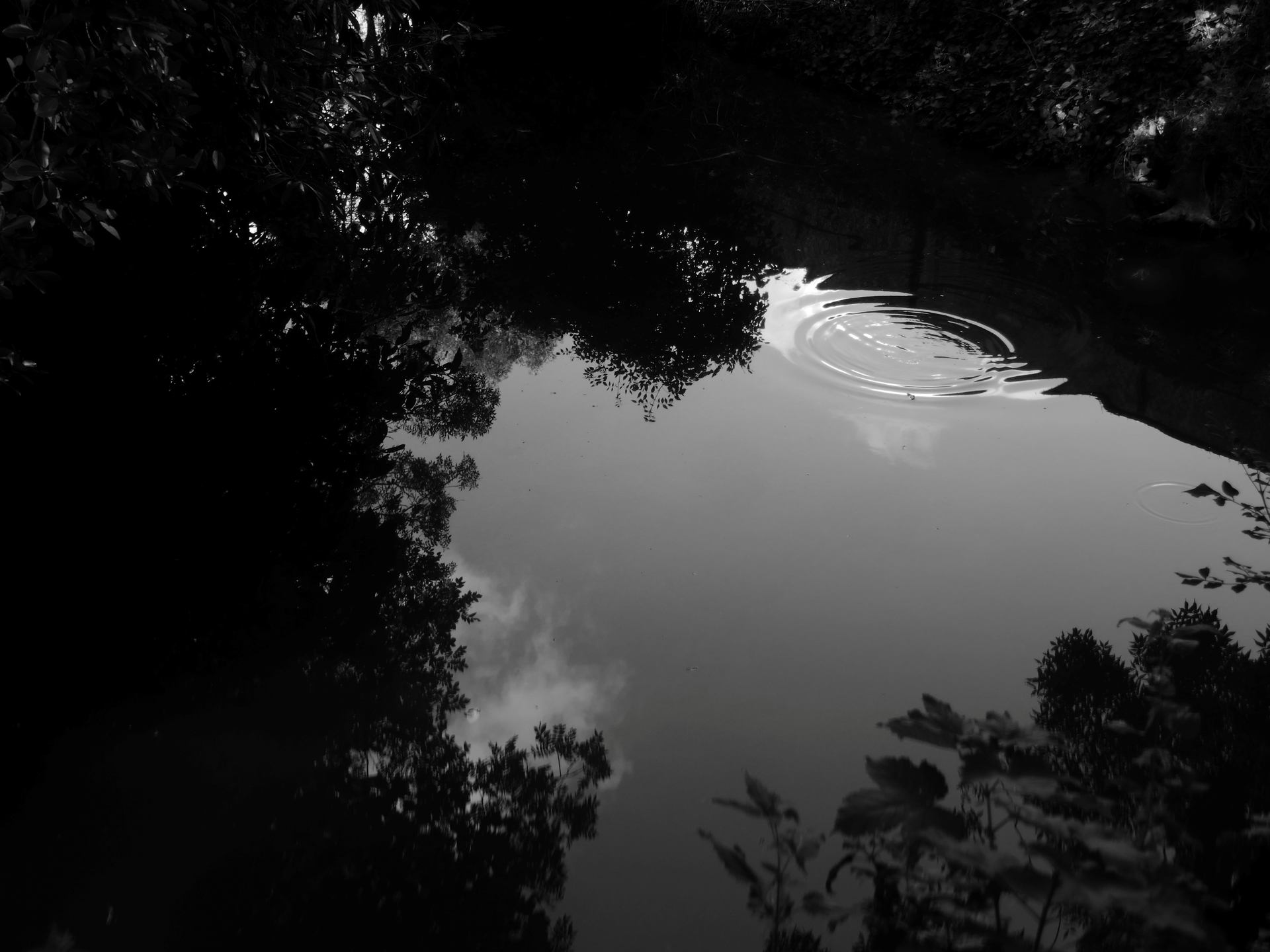 Rond dans l'eau.JPG