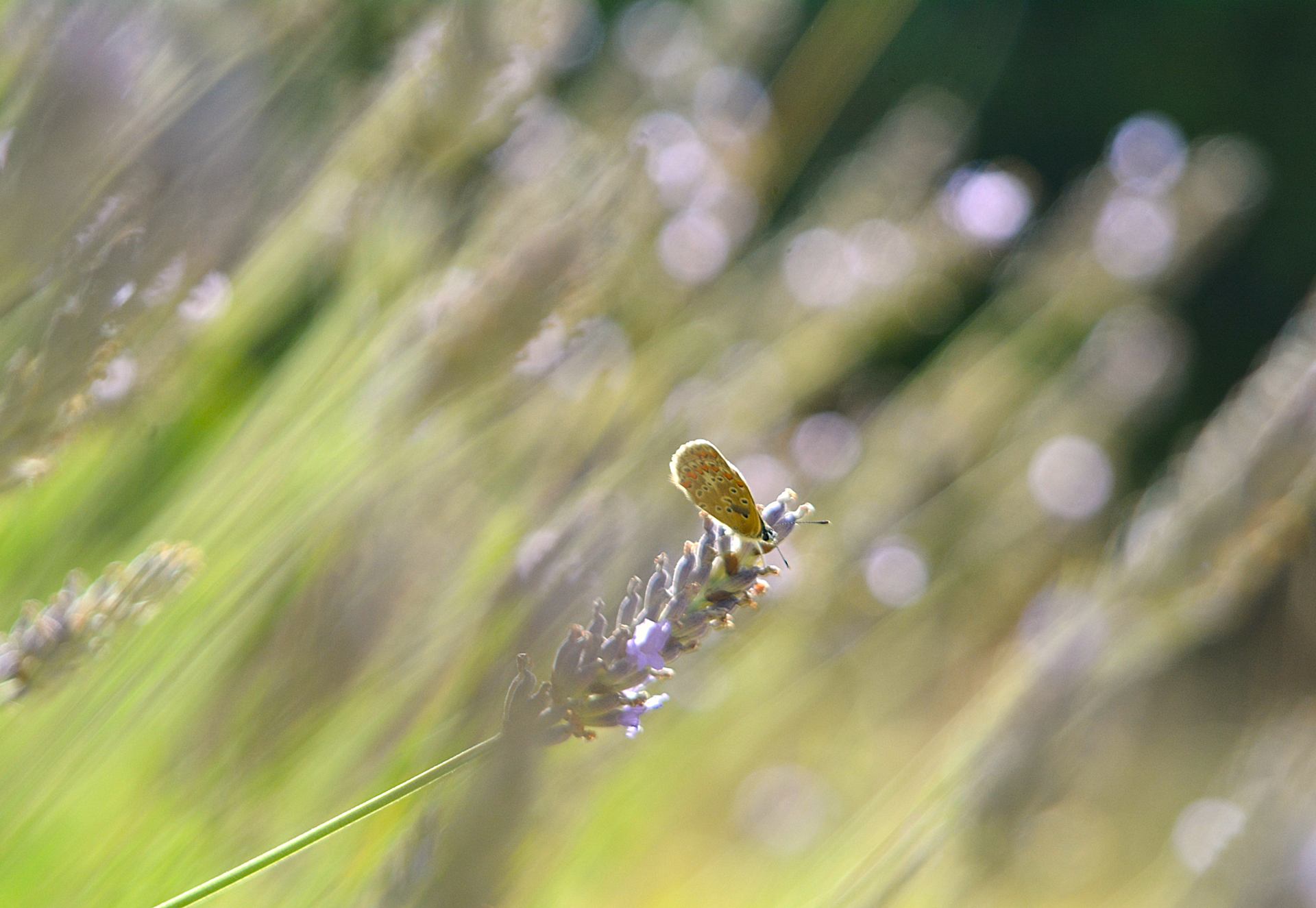 papillon sur lavande.JPG