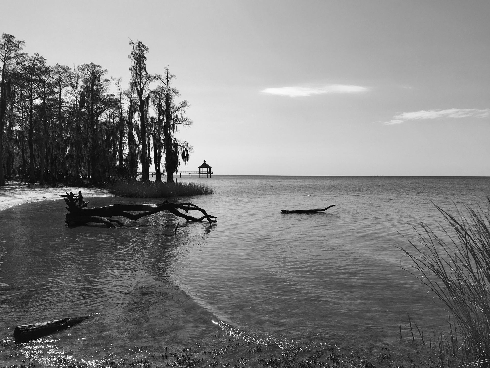 bois flottant