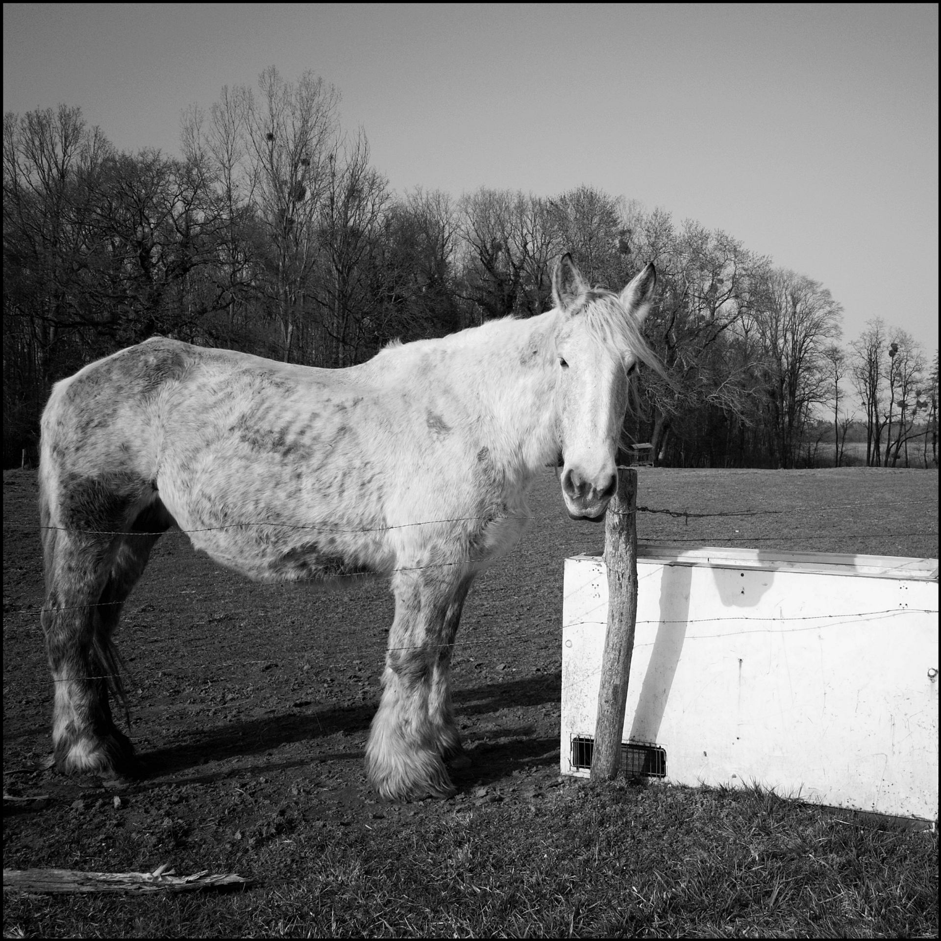 Monologue d'un cheval.jpg