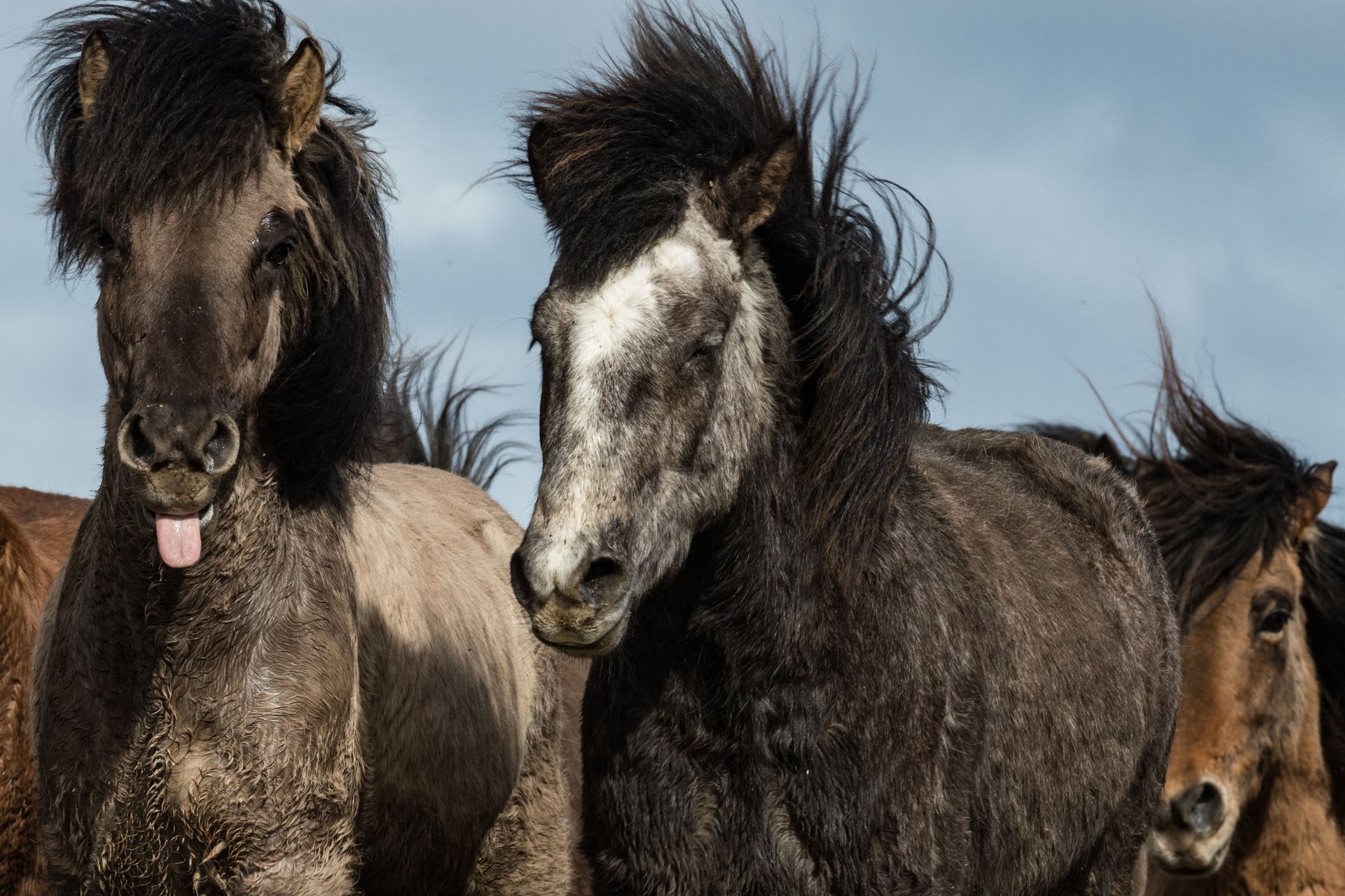poney3