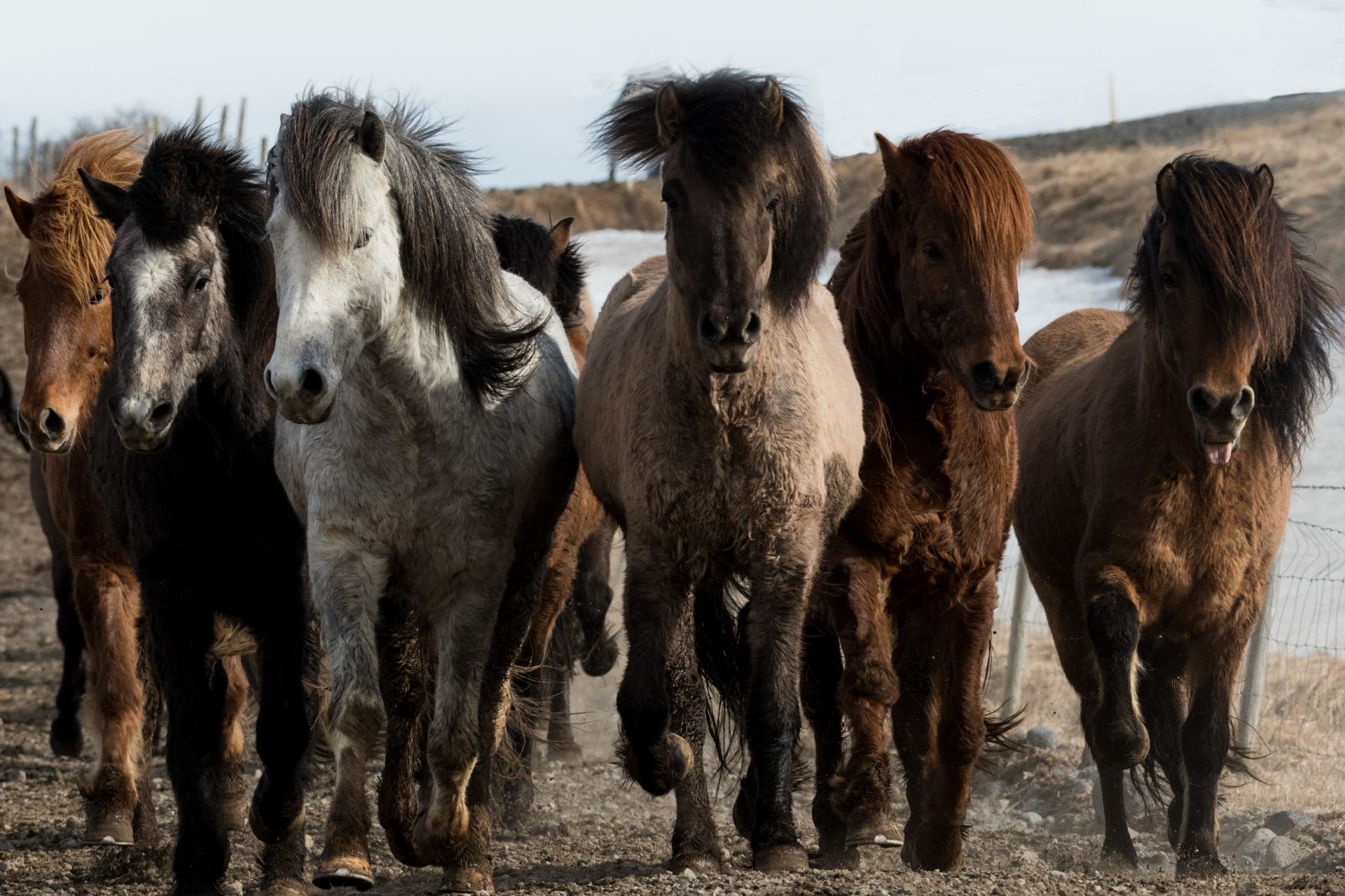 chevauchee2