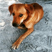 Classement final : 81