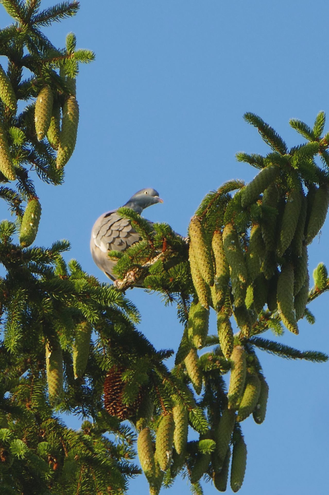 pigeon ramier