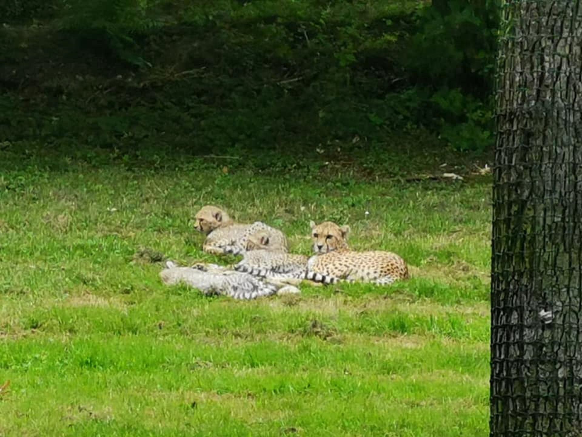 famille de léopard au zoo de Cerza Lisieux
