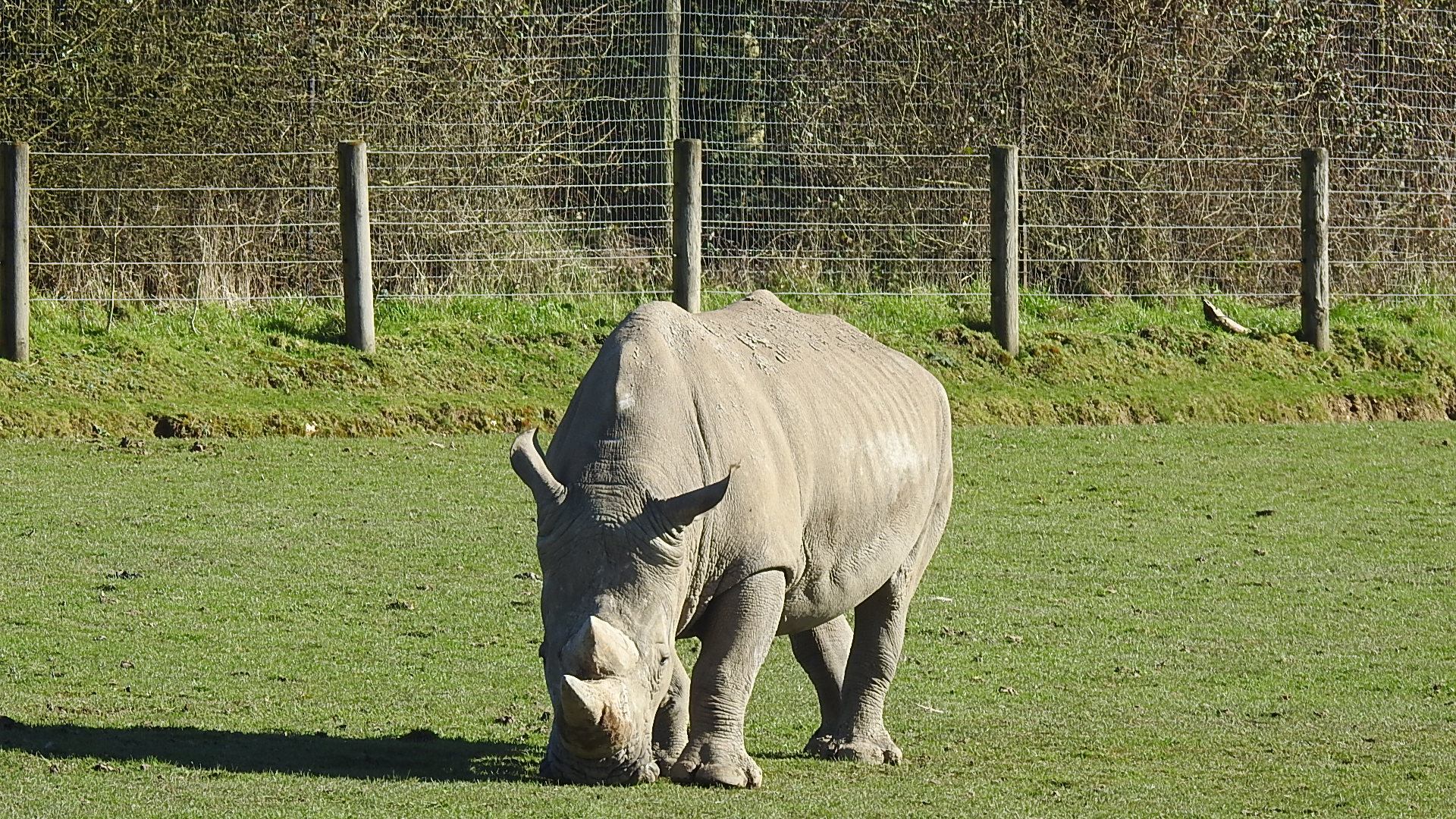Rhinoceros zoo de Cerza