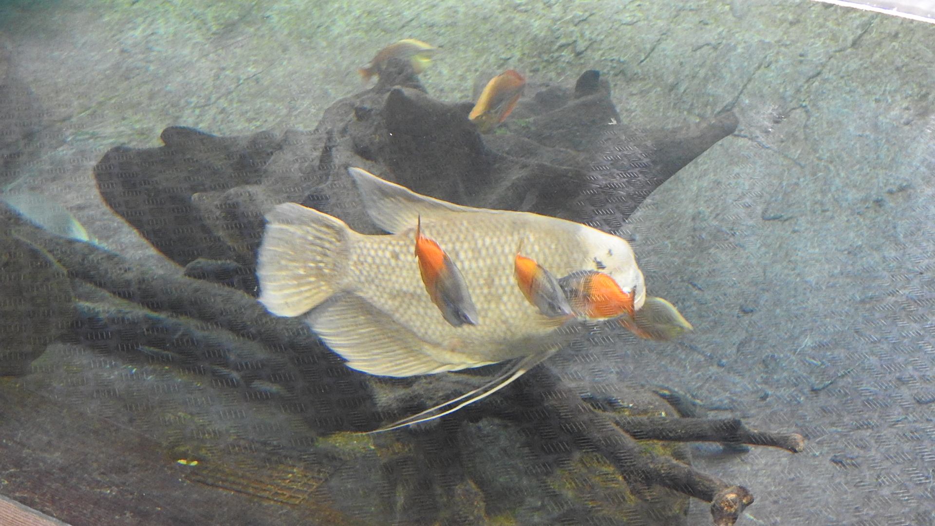 Je nage comme un poisson