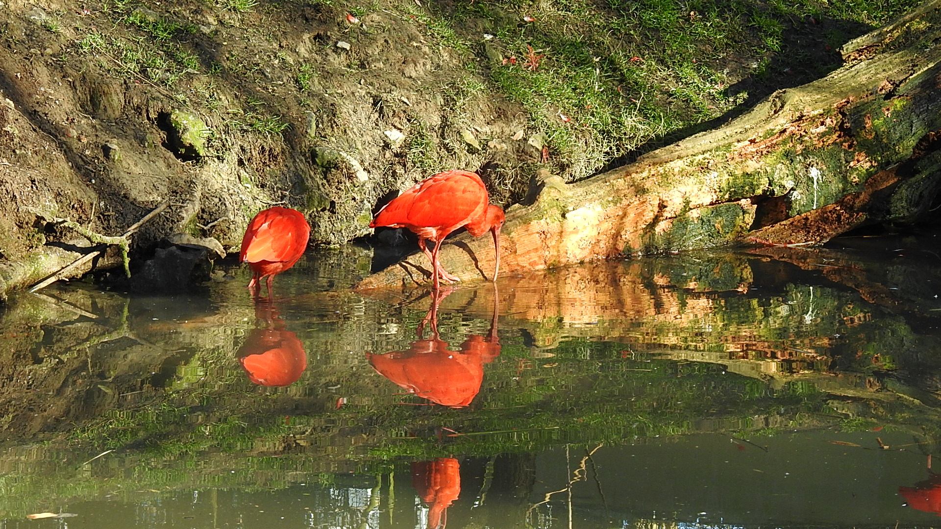 Ibis rouge
