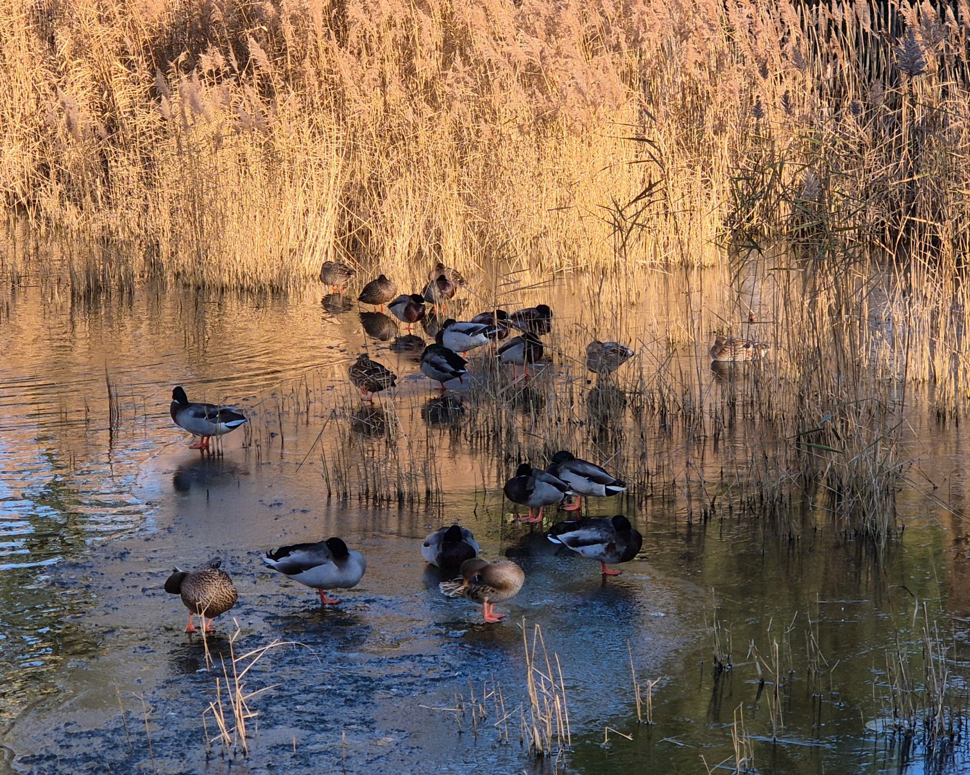 Duchess_Canards sur un lac gelé - Décembre 2025