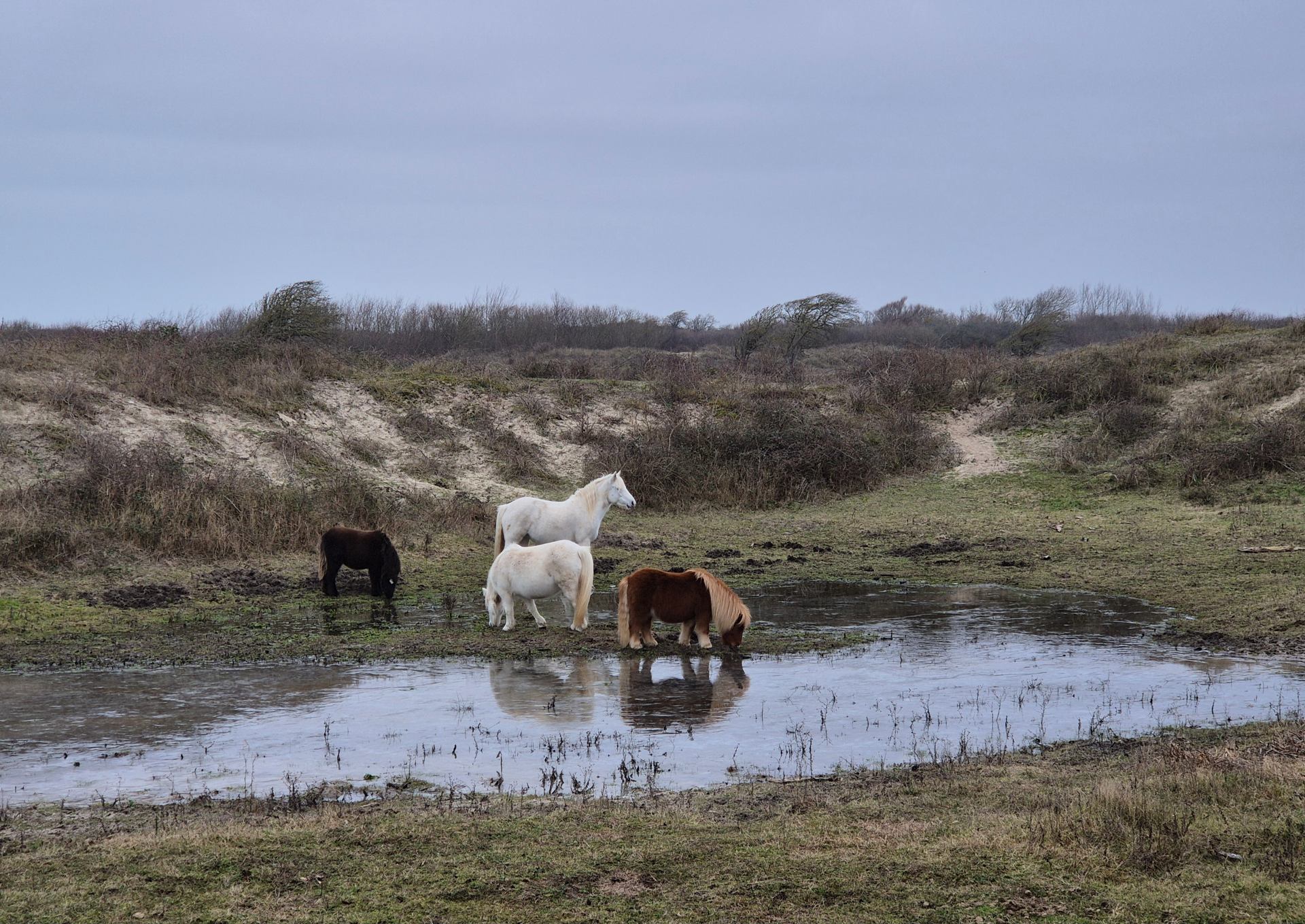 Duchess_Chevaux sauvages en hiver - Décembre 2025