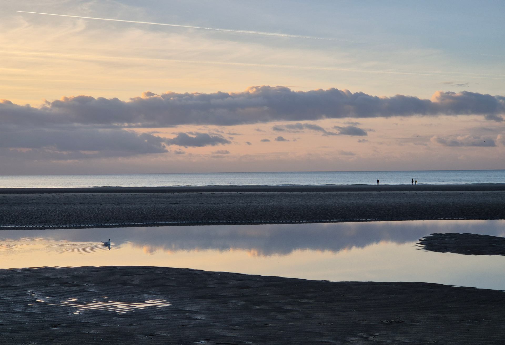 Duchess_Le long de la plage de Fort-Mahon - Décembre 2025