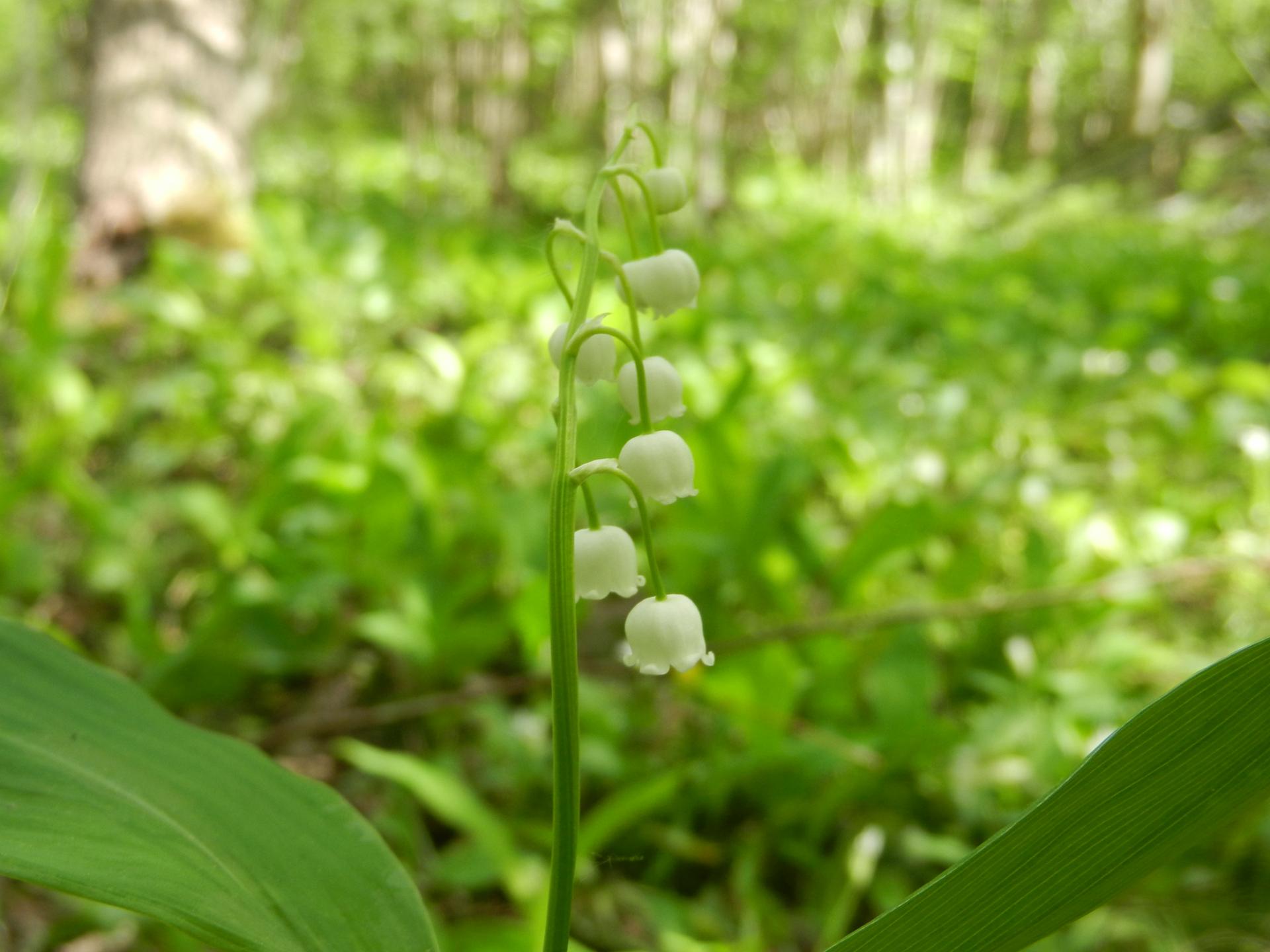 la danse du muguet