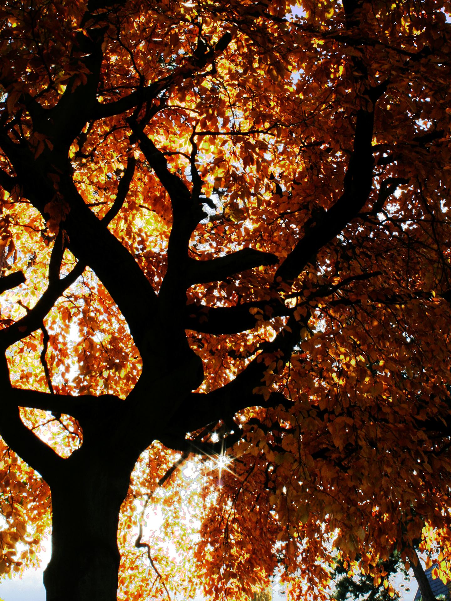 Lambert_automne_IMG_0010_2R.jpg