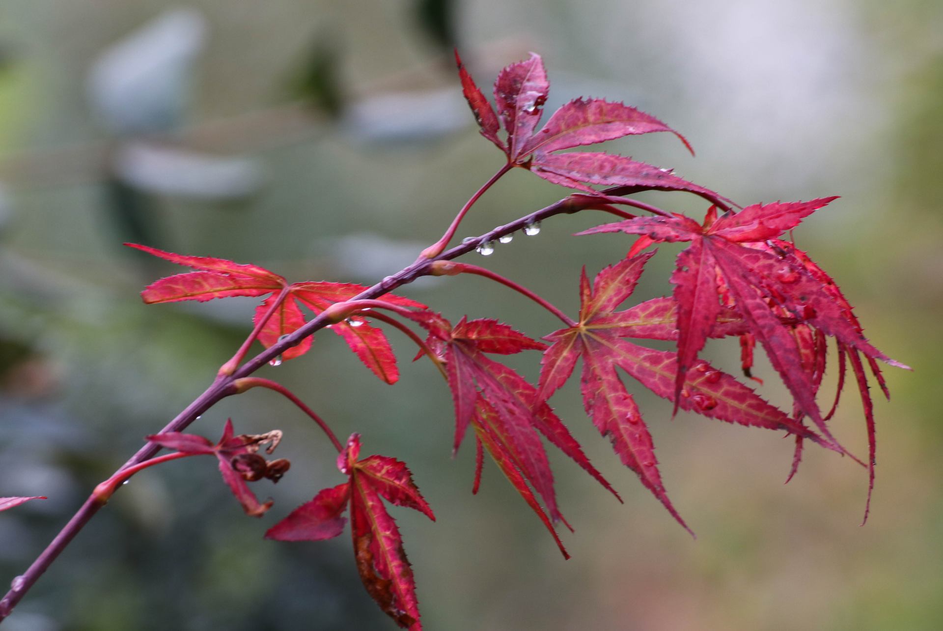 Lambert_automne_IMG_8409-2.jpg