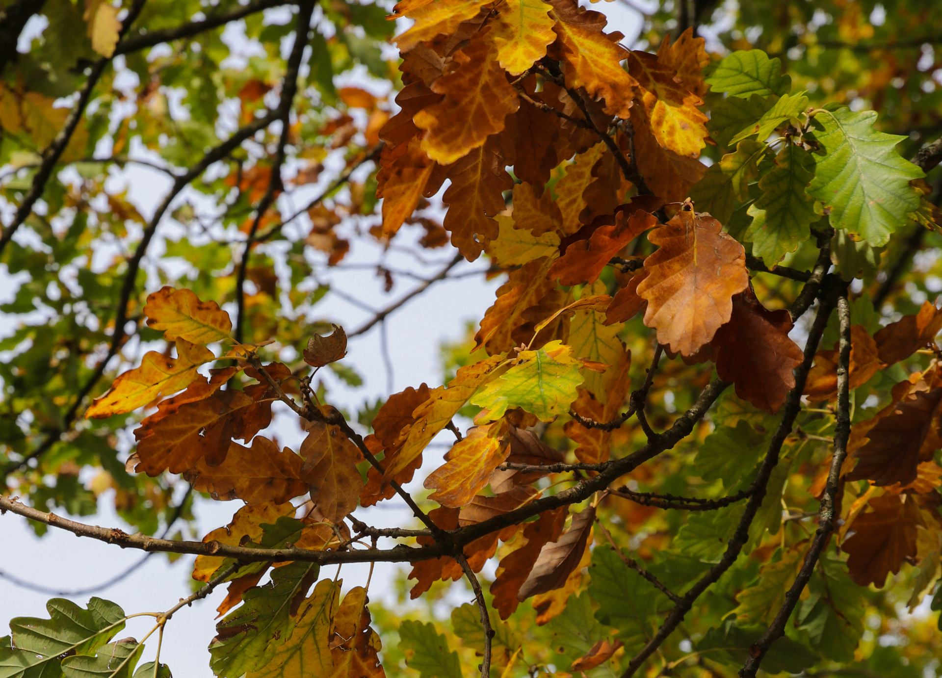 Lambert_automne_IMG_8444-2.jpg
