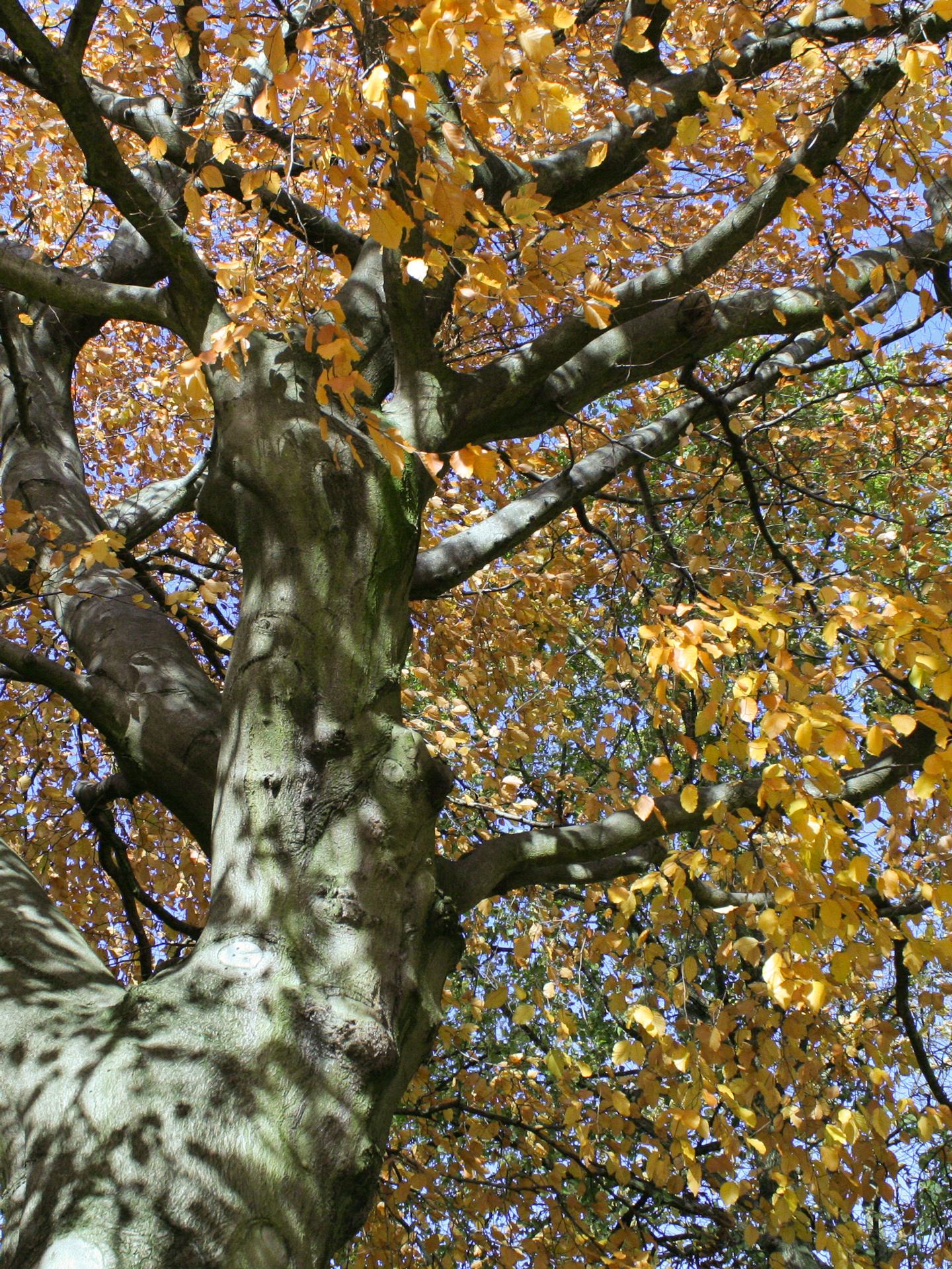 Lambert_automne_IMG_0003_1-2.jpg