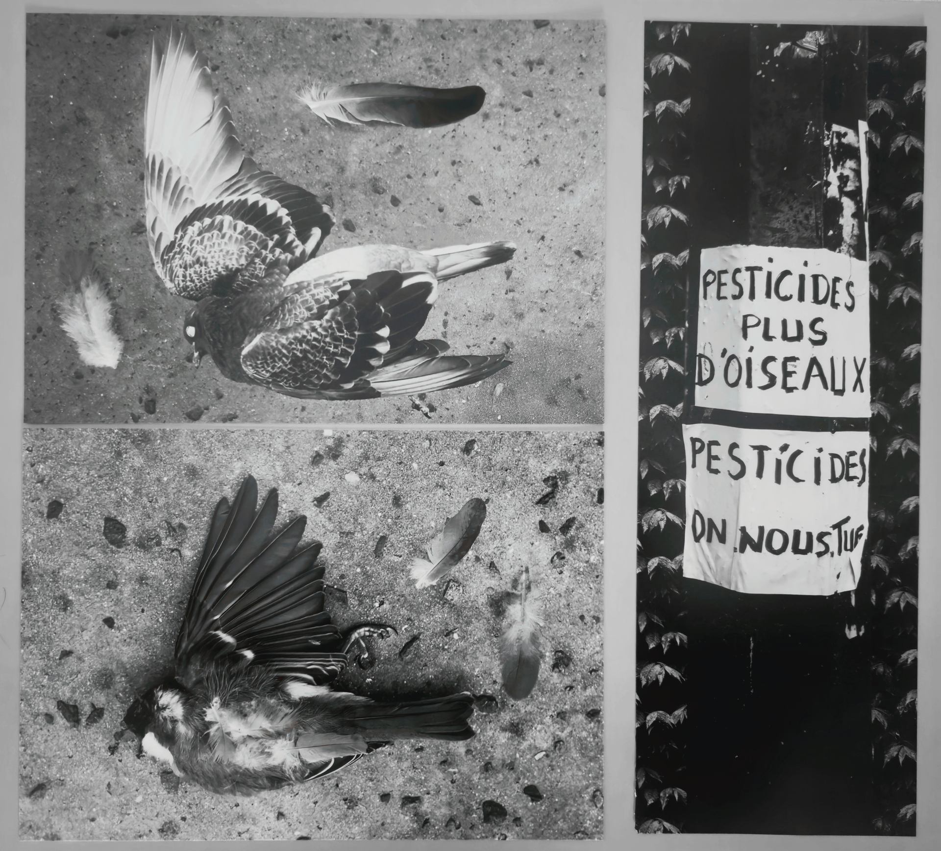 Pesticides, on nous tue