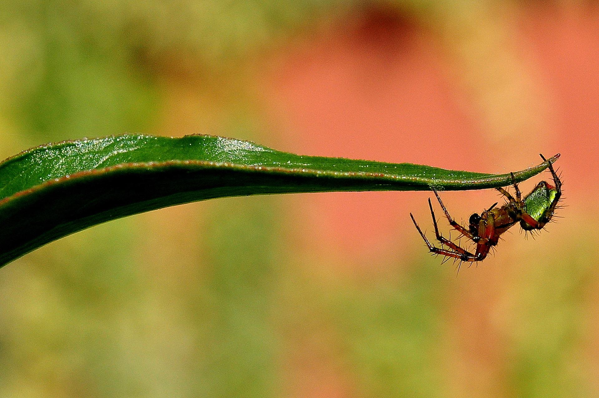 Araigné du matin, chagrin
