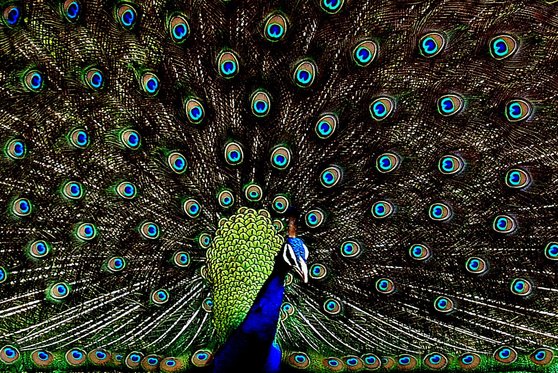 Symphonie de couleurs