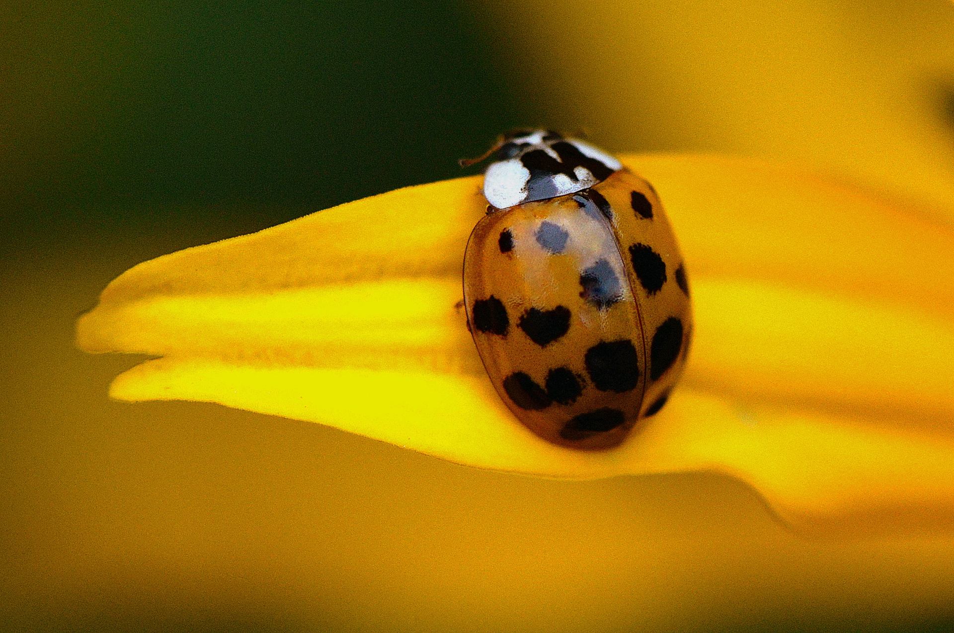 Coccinelle