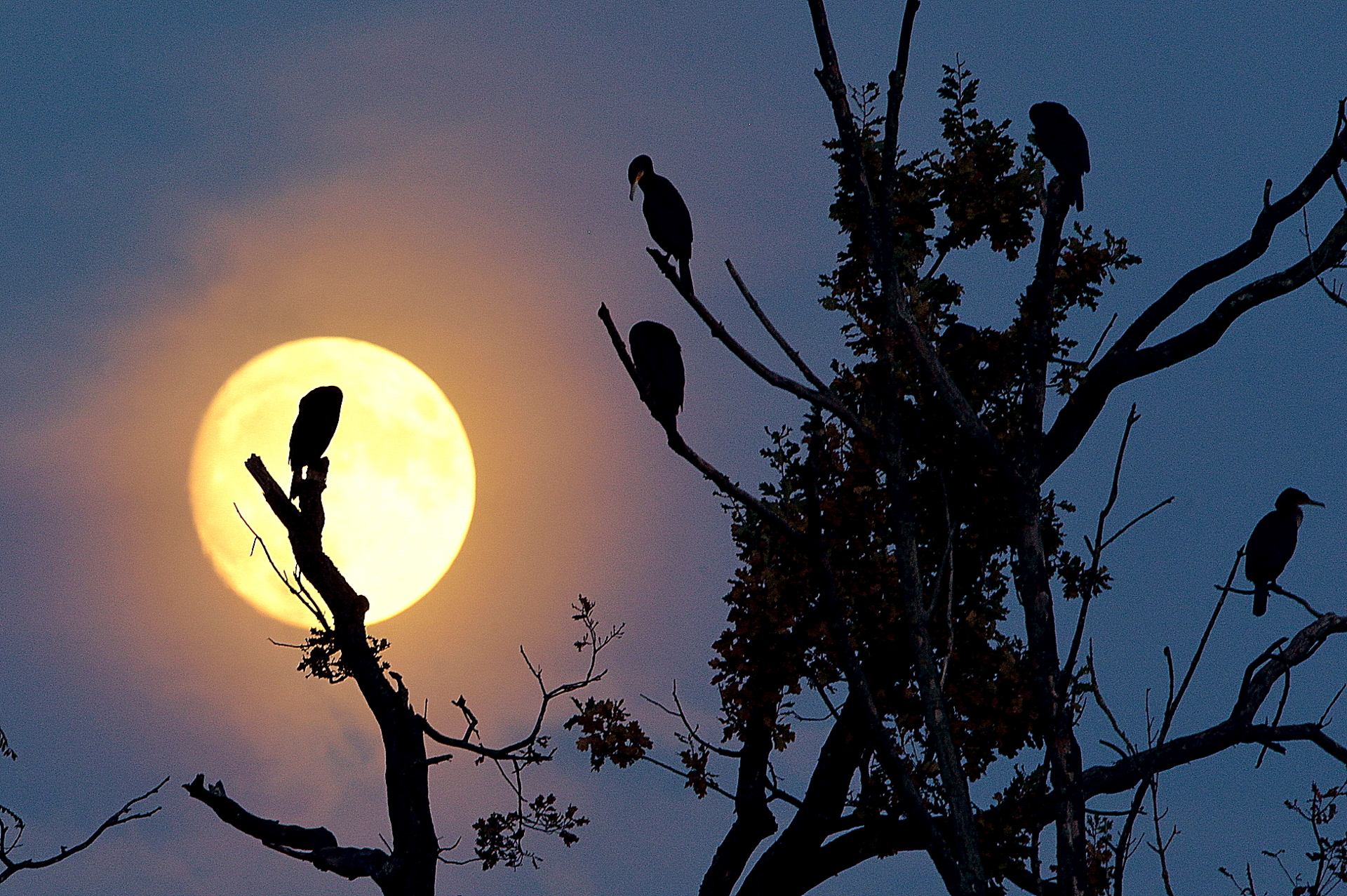 L'astre de la nuit