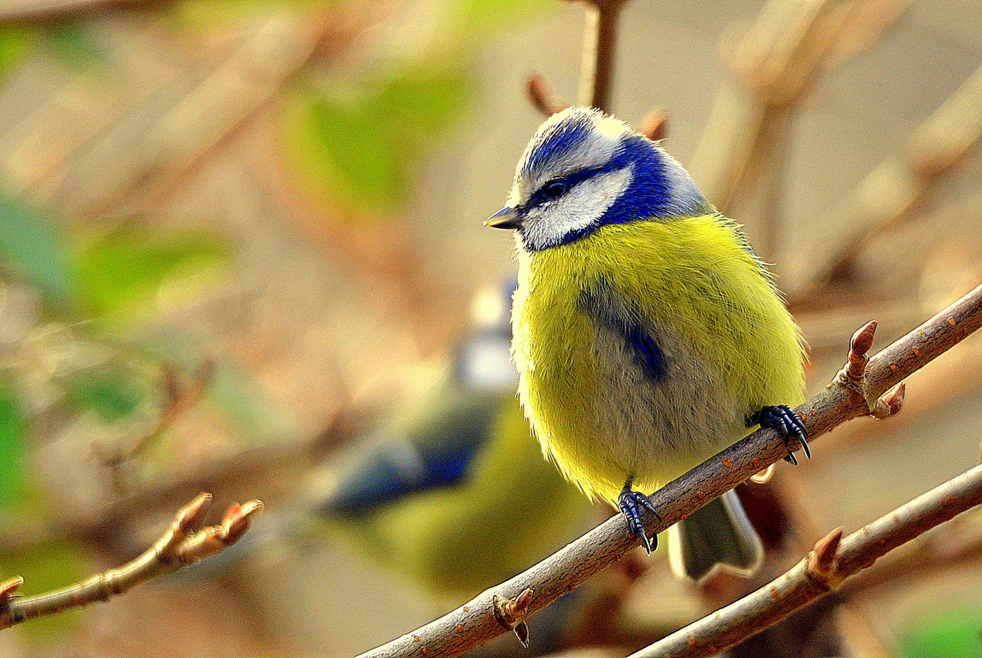 Mésange bleue