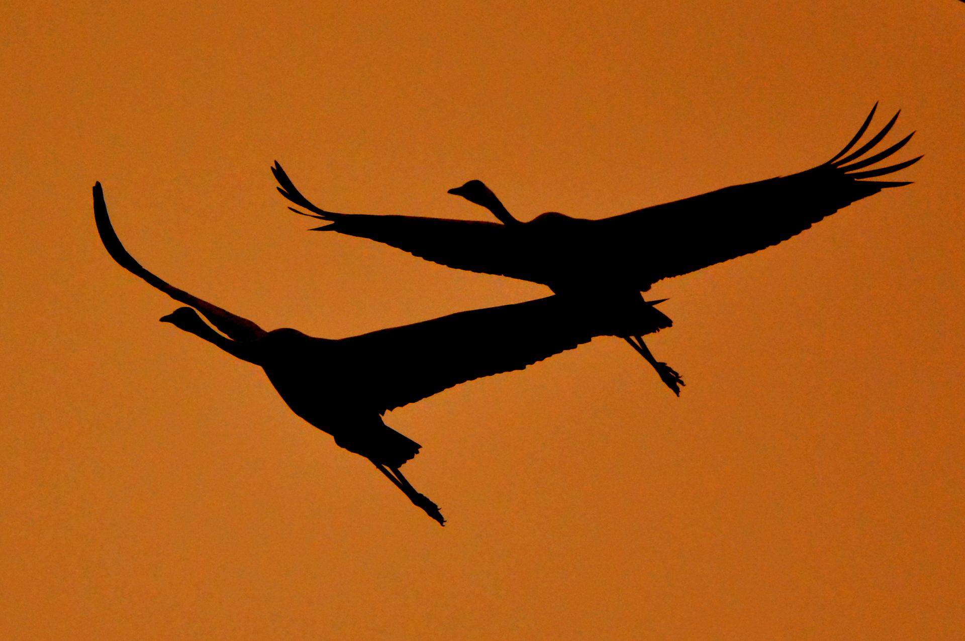 La migration de grues
