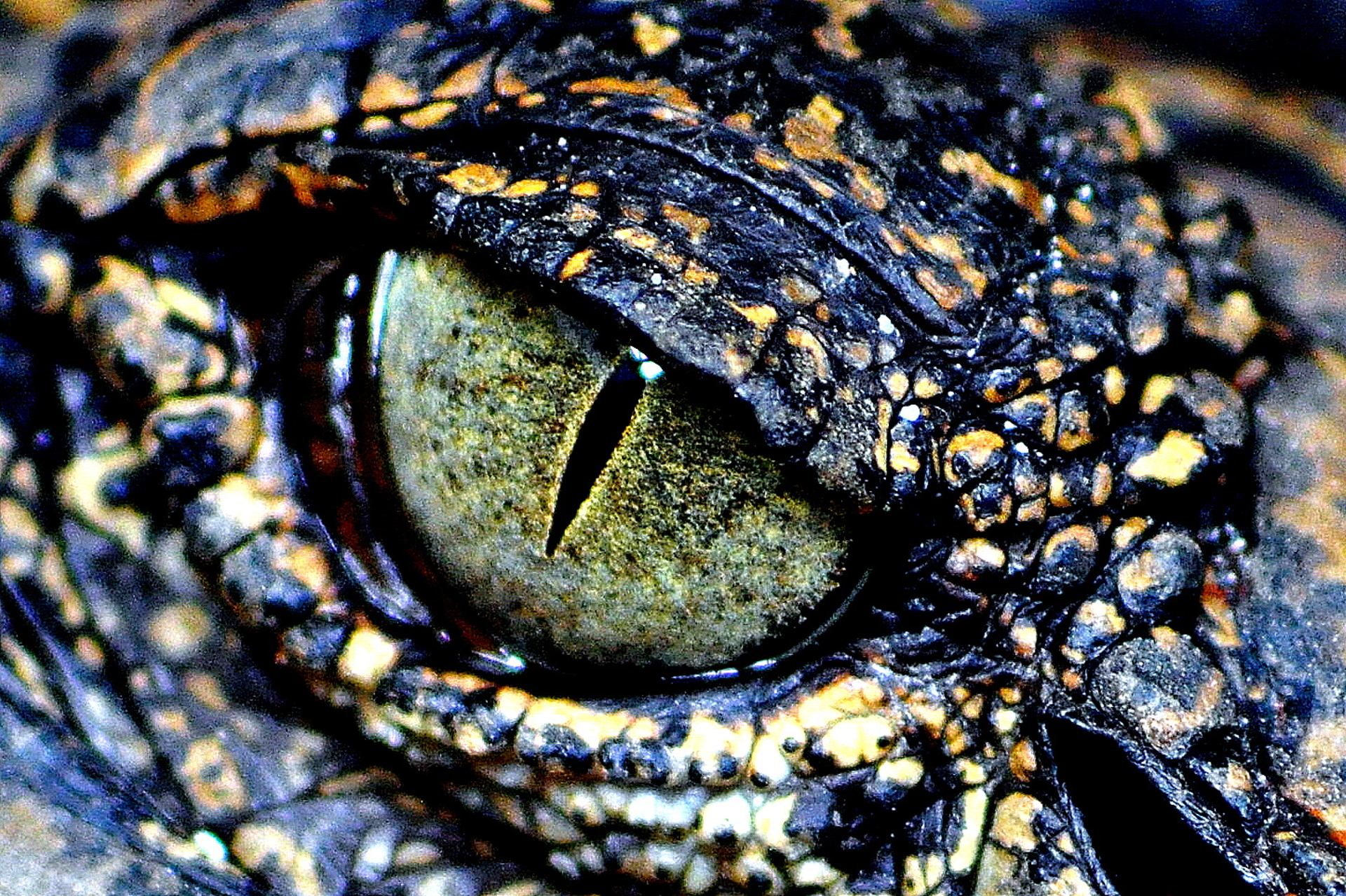 L'oeil du tiranausore