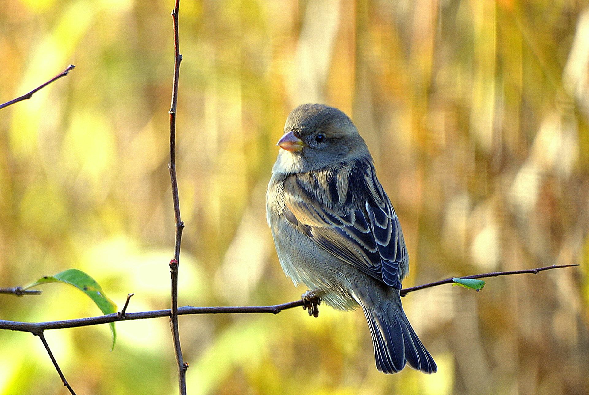 Moineau friquet