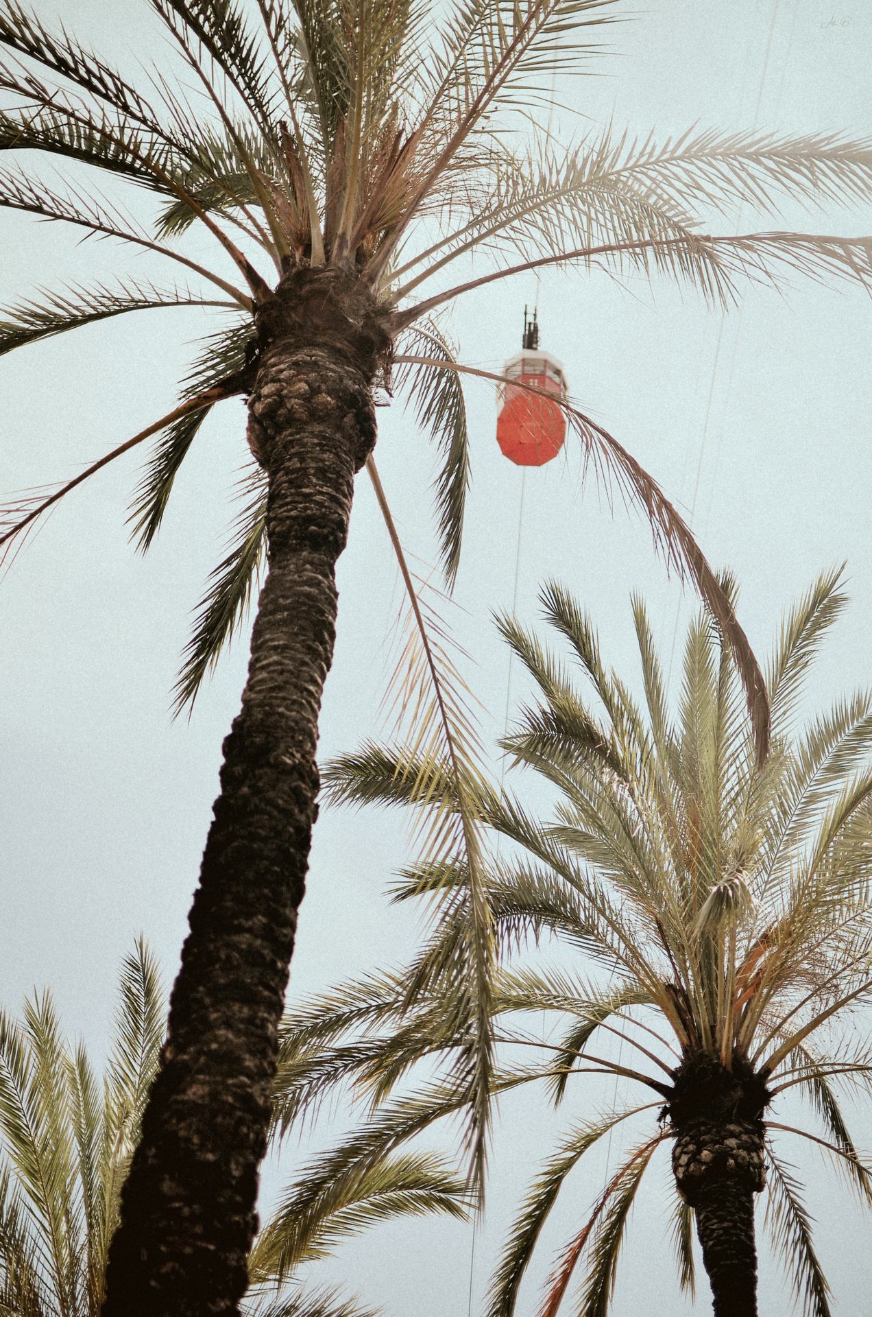 Palmiers &amp; Téléphérique