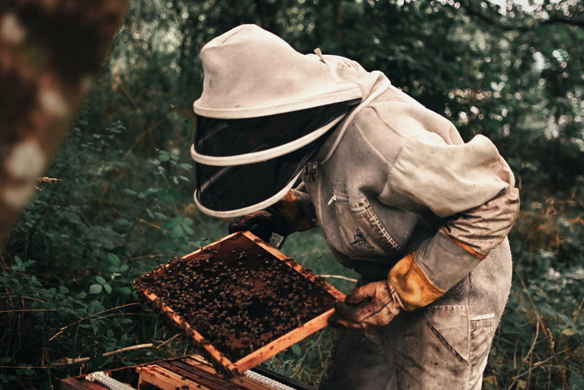 Guillaume, apiculteur.