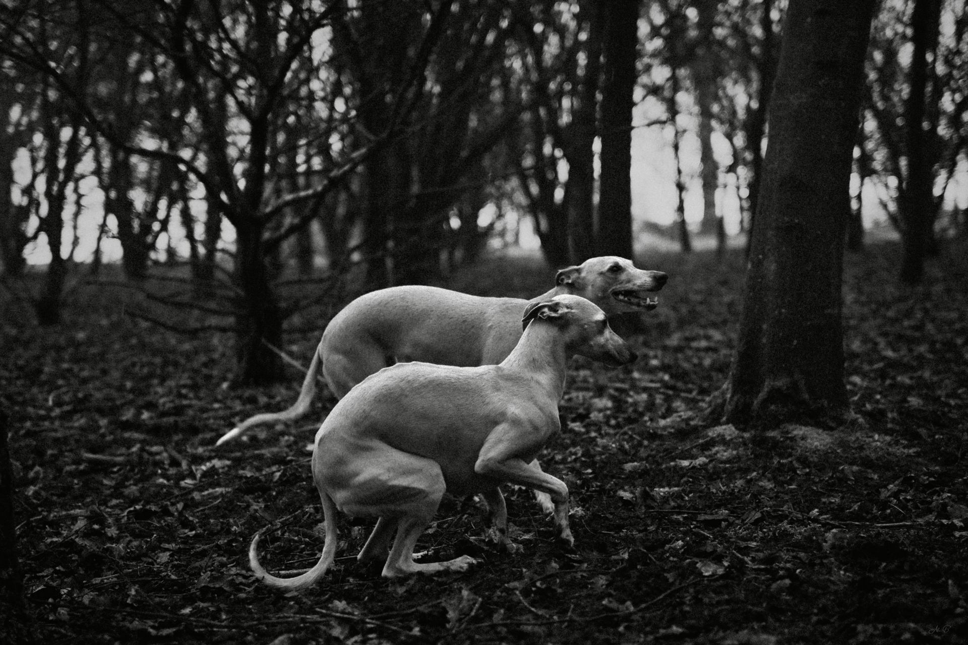 Céleste et Galatée.