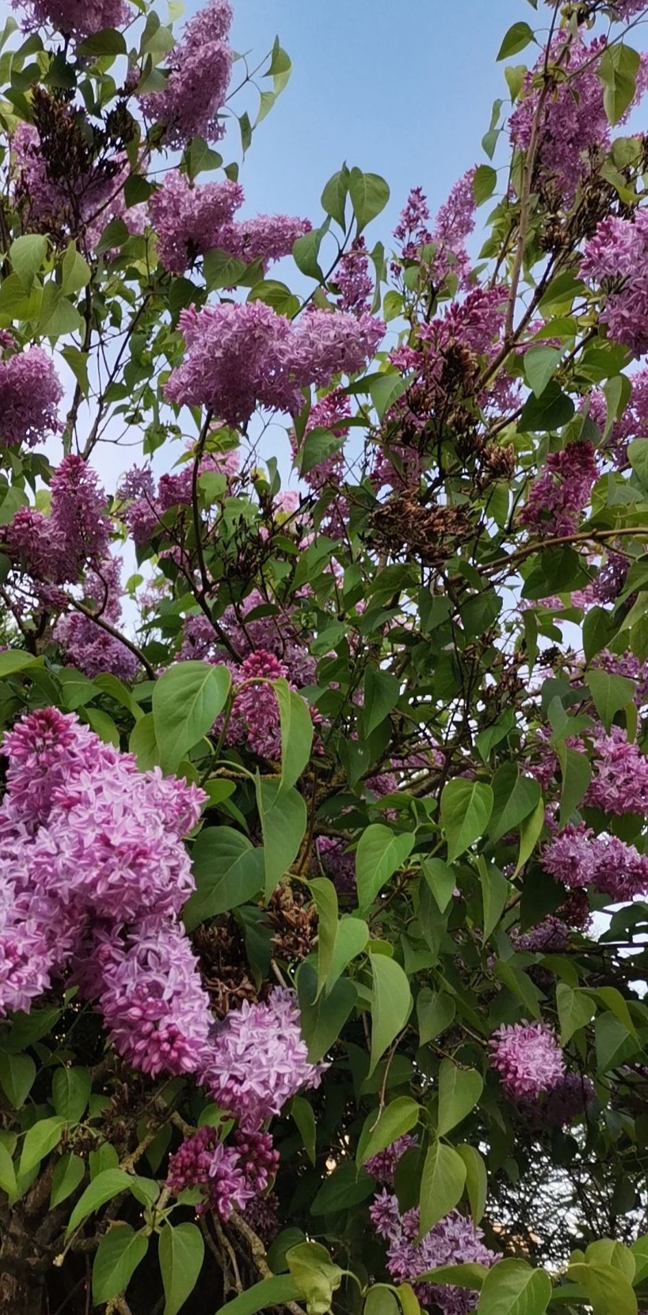 # mon jardin