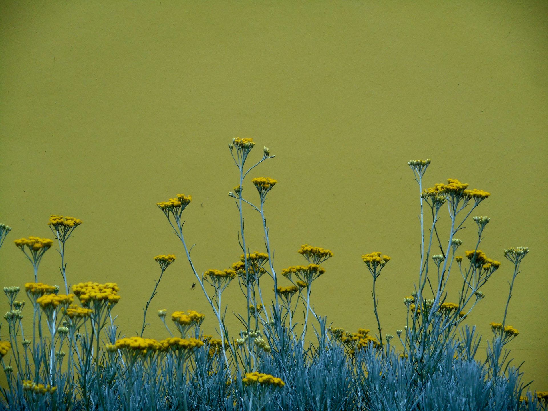 fleurs hélychrise