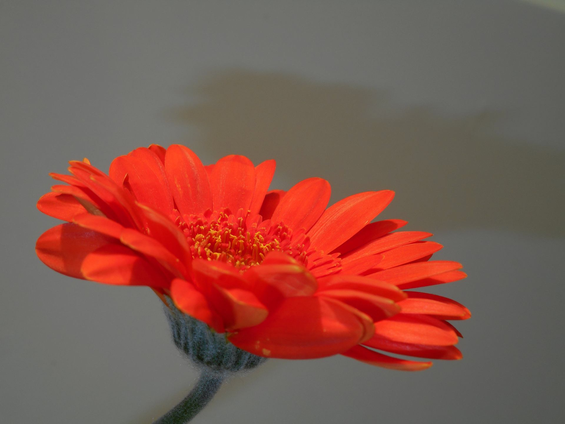 Gerbera