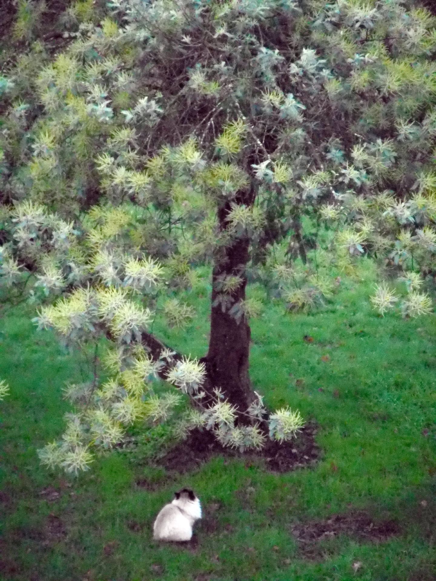 LE CHAT ET LE MIMOSA