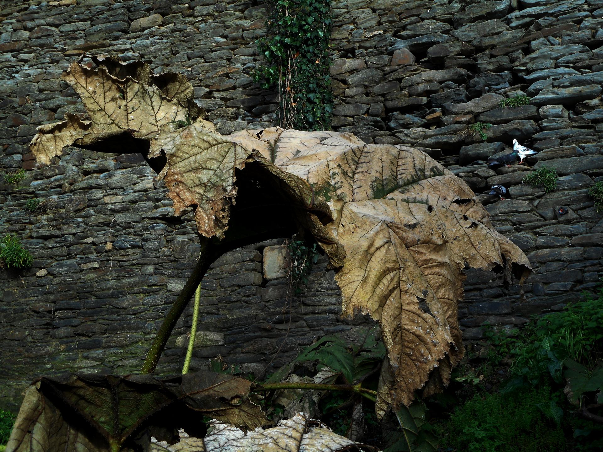 feuille de rhubarbe géante