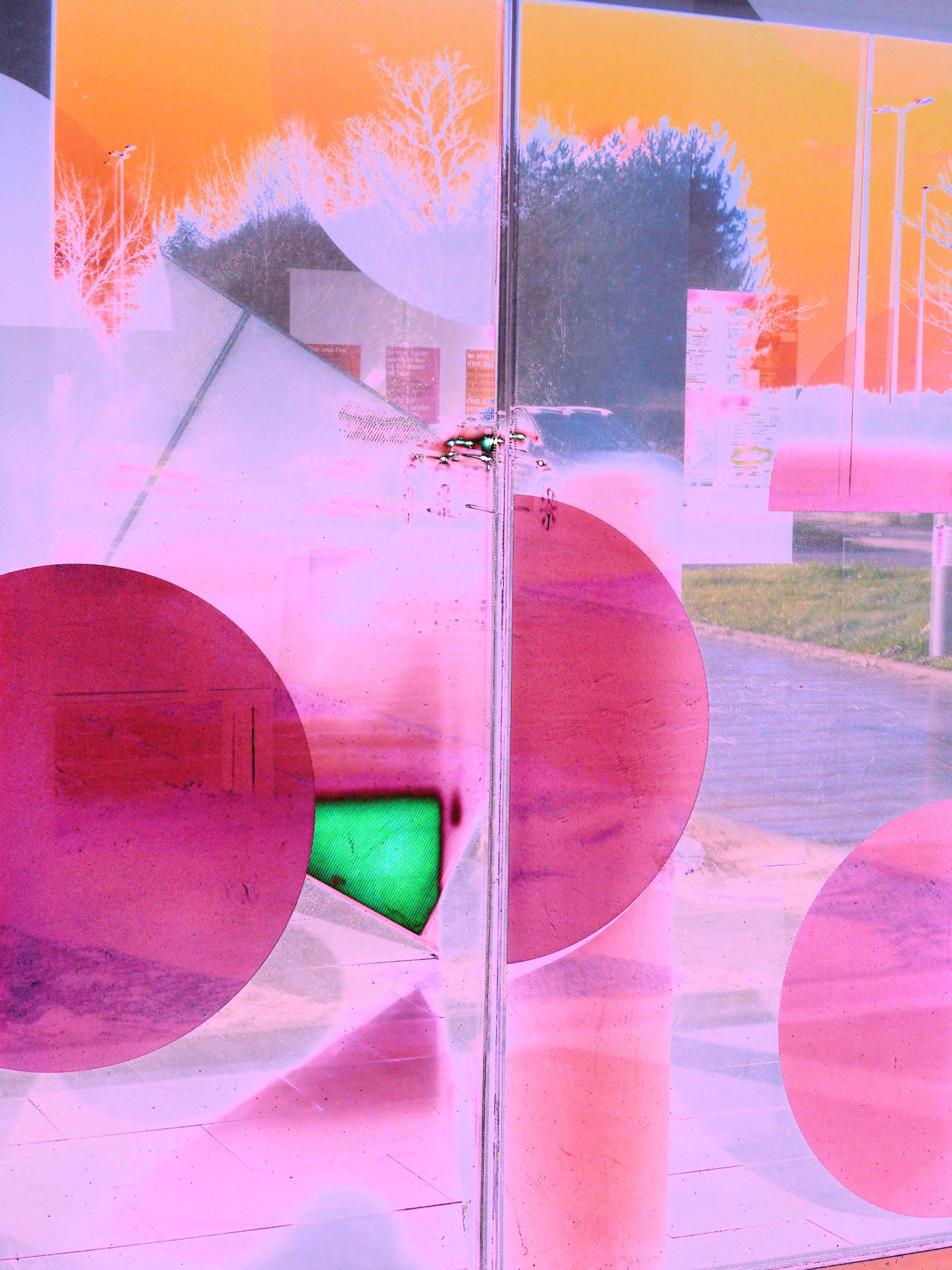 Rose bonbon tout rond