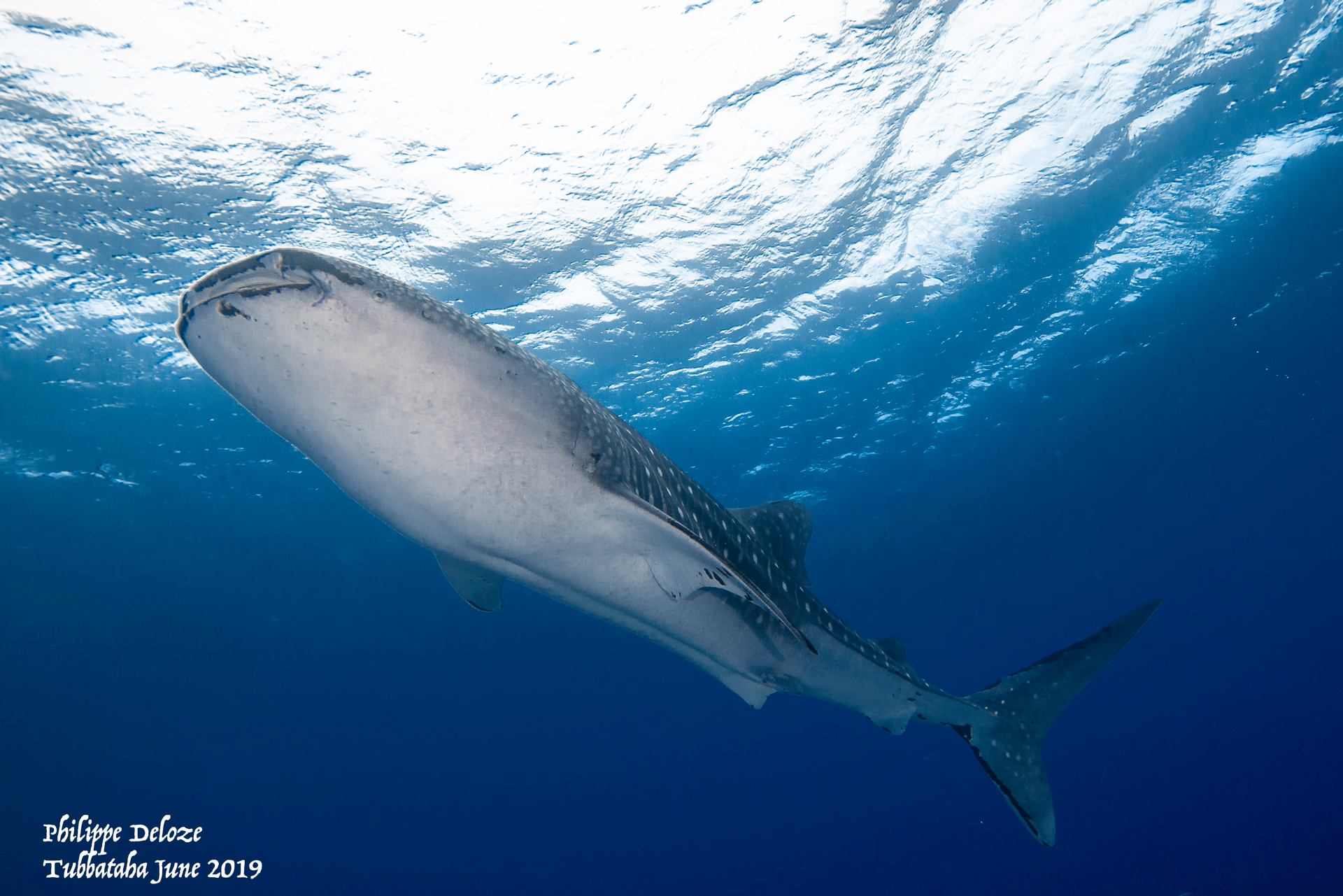 whale shark 2