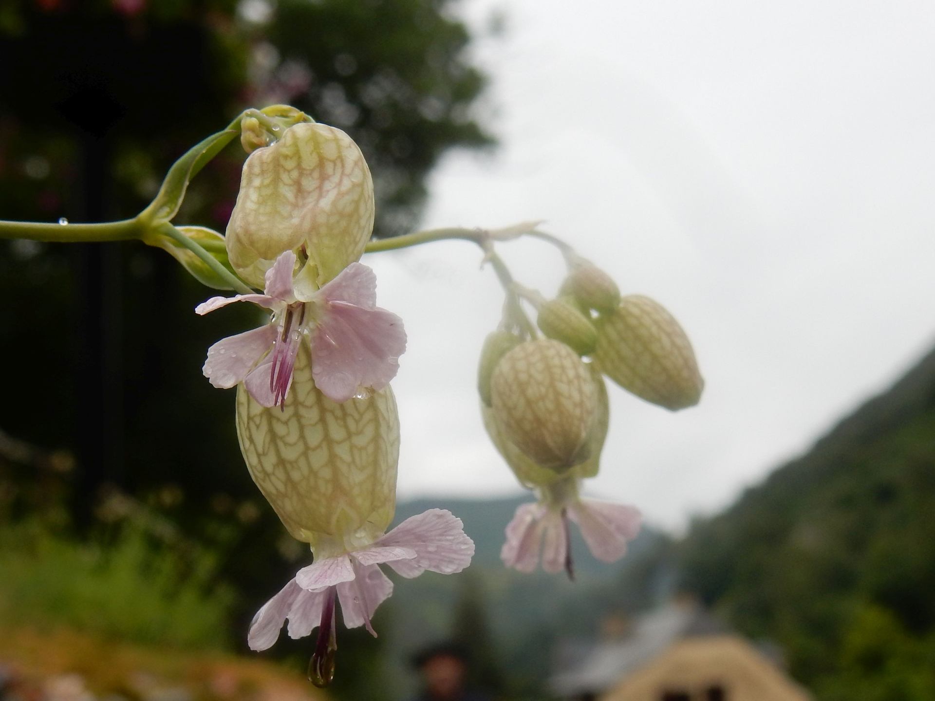 DSCN8366.jpg