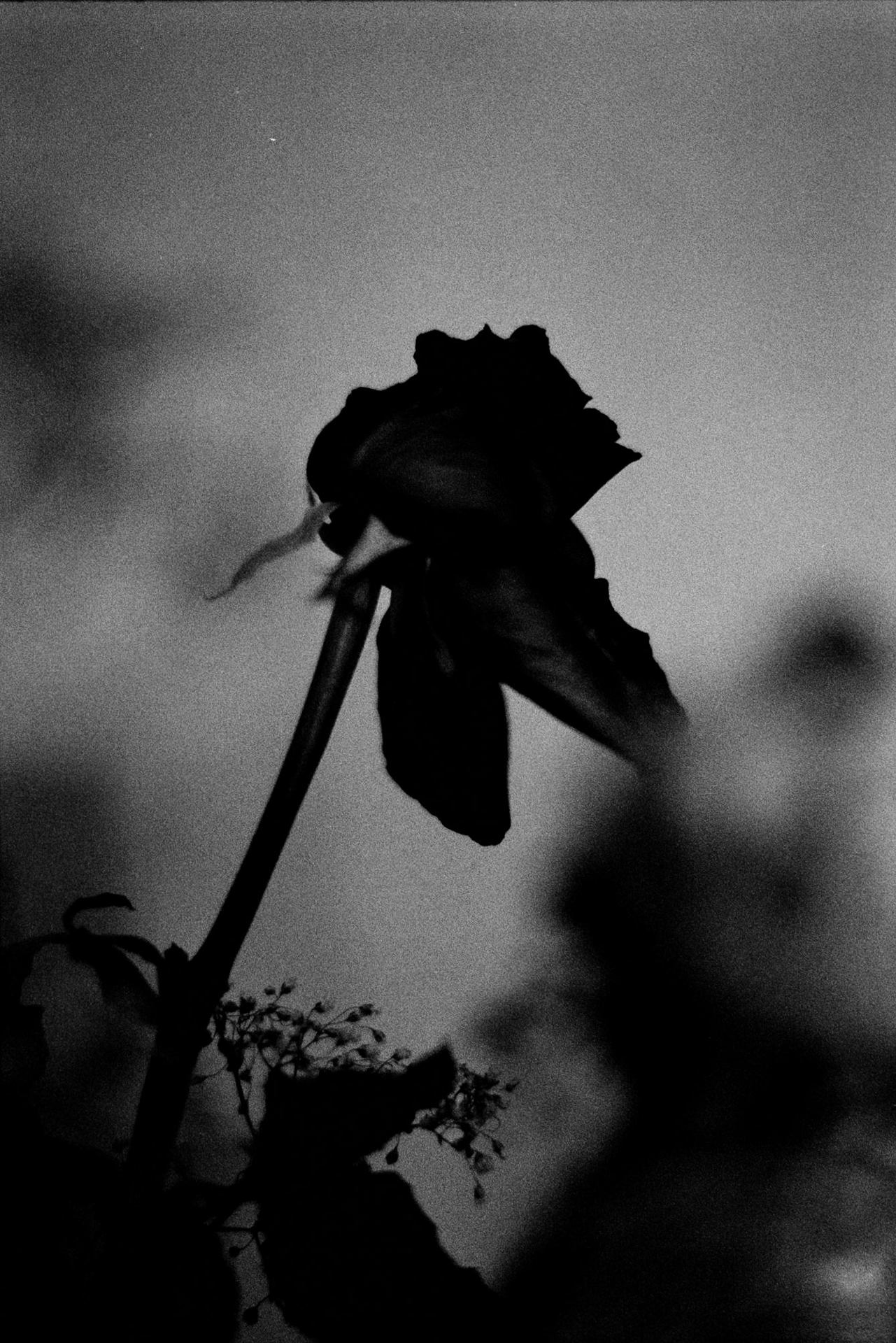 Want it darker - fleur